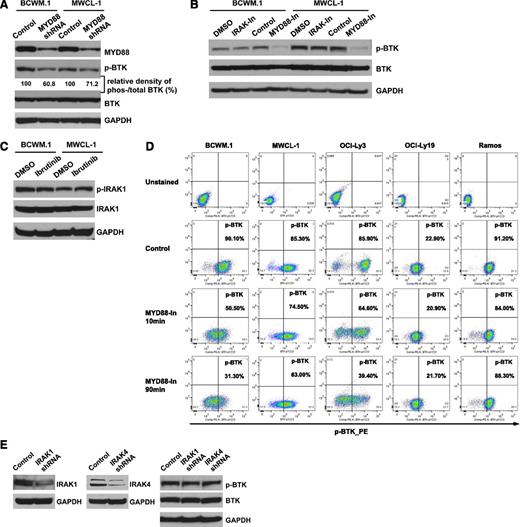 Figure 5. MYD88 is a regulator of BTK activity in L265P-expressing WM cells. (A) Phospho-BTK and total BTK levels following the knockdown of MYD88 in L265P-expressing WM cells. The relative density of phosphorylated vs total BTK was analyzed by densitometry measurements and normalized to the values of control vectors. (B) Phospho-BTK and total BTK levels were examined after the use of inhibitors of IRAK 1 and 4 or MYD88 by western blot. (C) Phospho-IRAK1 and total IRAK1 levels following ibrutinib treatment of BCWM.1 and MWCL-1 cells. (D) Phospho-BTK levels following use of an MYD88 inhibitor (100 μM) by phospho-flow cytometric analysis in BCWM.1, MWCL-1, OCI-Ly3, OCI-Ly19, and Ramos cells. (E) Phosphorylated BTK and BTK levels as determined by western blot analysis following the knockdown of IRAK 1, and IRAK 4 in BCWM.1 cells.