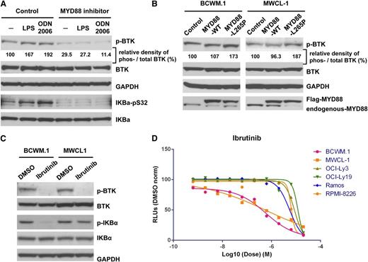 Figure 6. MYD88 signals through BTK in response to TLR stimulation, and BTK is stimulated by MYD88 L265P in WM cells. (A) The impacts of TLR4 ligand, LPS, and TLR9 ligand, ODN 2006 (a type B CpG oligonucleotide; InvivoGen), on the phosphorylation of BTK and IκBα in BCWM.1 WM cells in the presence or absence of a MYD88 inhibitor. (B) Total and phospho-BTK levels in WM cells transduced with a lentiviral control vector, or vectors engineered to overexpress flag-tagged MYD88 WT or L265P coding regions. (C) The impact of ibrutinib on the phosphorylation state of BTK and IκBα depicted by western blot analysis. (D) Dose-response curve for ibrutinib on the cell viability of MYD88 L265P-bearing BCWM.1 and MWCL-1 WM cells, and OCI-Ly3 DLBCL cells vs MYD88 WT-expressing Ramos, OCI-Ly19, and RPMI 8226.