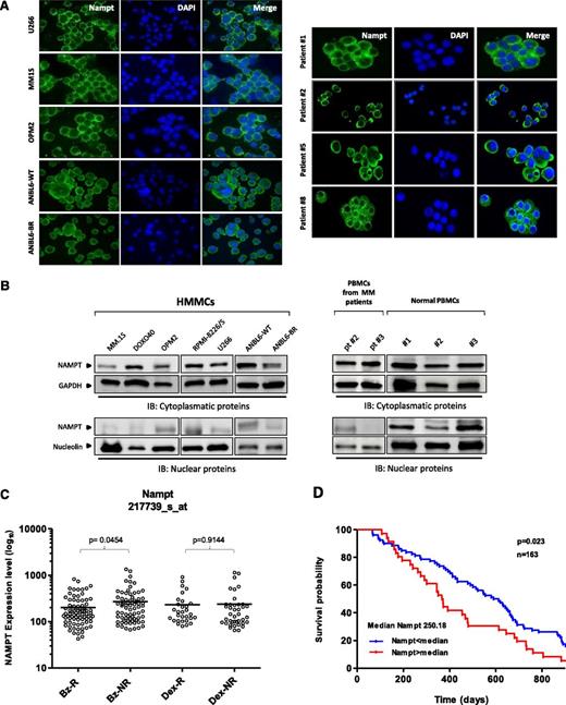 Figure 1. Nampt is a cytoplasmic protein with prognostic relevance in bortezomib-treated MM patients. (A-B) MM cell lines, MM patients’ CD138+ cells, and PBMCs from healthy donors or MM patients were used to characterize subcellular distribution patterns of Nampt expression by immunofluorescence (A) or western blot analysis (B) using anti-Nampt and specific antibodies. (C) Expression levels (log10 transformed) for Nampt transcript in CD138+ cells from MM patients after bortezomib (n = 163) or dexamethasone (n = 70) therapy, according to gene expression profile arrays generated at Millenium Pharmaceuticals (GSE9782). Nampt expression levels (Affimetrix probeset 217739_s_at) among responders (R) or nonresponders (NR) within Bz (n = 85 for R and n = 78 for NR) or Dex (n = 30 for R and n = 40 for NR) groups were plotted on the horizontal axis against the log10-transformed normalized expression units on the vertical axis. For each therapy group, P values comparing R and NR are shown. (D) Kaplan–Meier overall survival curves of MM patients treated with bortezomib (n = 163) according to Nampt mRNA expression above or below the median value of 250.18, based on gene expression omnibus dataset GSE9782. The blue line indicates a patient group with lower Nampt expression and longer survival, whereas the red line represents a group of patients with higher Nampt expression and shorter survival. Bz, bortezomib; DAPI, 4,6 diamidino-2-phenylindole; Dex, dexamethasone; HMMCs, human multiple myeloma cell lines.