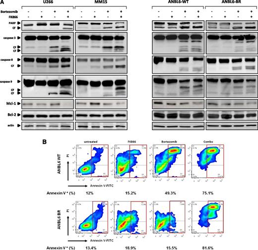 Figure 3. Mechanisms mediating the anti-MM activity of FK866 plus bortezomib. (A) MM-1S, U266, ANBL6/WT, and ANBL6/BR cells were pretreated with or without low-dose FK866 (3 nM) for 24 hours, and then bortezomib (2 nM) was added for an additional 24 hours. Cells were then harvested, and whole-cell lysates were subjected to immunoblot analysis using anti-PARP, anti-caspase 3, anti-caspase 8, anti-caspase 9, anti-Mcl-1, anti bcl-2, or anti-actin antibodies. (B) Bortezomib-sensitive (ANBL6/WT) and bortezomib-resistant (ANBL6/BR) cells were treated with FK866 (3 nM), bortezomib (2 nM), or combined therapy for 72 hours, followed by Annexin V/PI staining and flow cytometry analysis. CF, cleaved fragment; FL, full length.