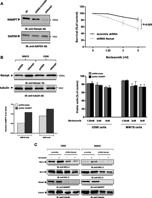 Figure 5. Role of Nampt in modulating response to bortezomib. (A) MM1S cells were infected with either lentiviral construct expressing control scrambled or shRNA targeting Nampt. Total protein extracts were then subjected to immunoblot analysis with anti-Nampt or anti-GAPDH antibodies (left). The effect of Nampt knockdown on bortezomib response was assessed by measuring viability of infected cells (with shRNA scramble or targeting Nampt) after bortezomib treatment (1.25–5 nM) by using PI staining followed by FACS analysis (right). (B) Representative immunoblot images showing Nampt overexpressed in MM1S and U266 cells. Antitubulin monoclonal antibody served as loading control (top). Relative expression of Nampt protein was calculated by taking the ratio of the densitometry signal for Nampt to tubulin in each sample using Image J software (bottom). Cells overexpressing Nampt were subjected to bortezomib treatment of 24 h, and then viability was measured by MTT analysis (right). (C) U266 and MM1S cells were infected with a specific lentiviral shNampt or scramble control and then treated with 2 nM bortezomib for 24 hours. Thereafter, cells were used for cell lysates preparation, and Nampt, Mcl-1, bcl-2, and tubulin were detected by immunoblotting.