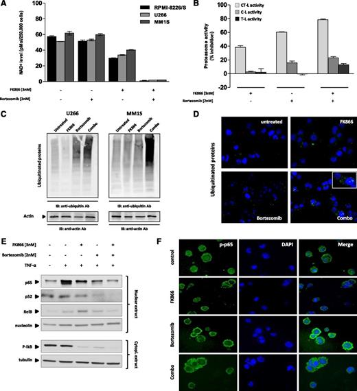 Figure 6. Combination treatment inhibits UPS and NF-κB pathway in MM cells. (A) MM cell lines were treated with FK866 (3 nM), bortezomib (2 nM), or combined therapy for 3 hours. Cells were then harvested, and intracellular NAD+ level was measured using an enzyme cyclic assay and normalized to total cell number. Data are mean ± SD of 2 independent experiments. (B) MM1S cells were treated with FK866 (3 nM) for 48 hours, and bortezomib (2 nM) was added for the last 6 hours. Cell extracts were then analyzed for 20S proteasome activities (CT-L, C-L, and T-L). Results are percentage inhibition of proteasome activities in drug in comparison with vehicle control–treated cells. Data are representative of 3 independent experiments. (C) MM1S and U266 cells were treated with FK866 (3 nM), bortezomib (2 nM), or combined therapy for 24 hours. Whole-cell lysates were then immunoblotted using antiubiquitin and antiactin Abs. Blots shown are representative of 3 independent experiments. (D) MM1S cells were treated with FK866 (3 nM), bortezomib (2 nM), or their combination for 24 hours. Cells were then fixed and stained with 4′,6-diamidino-2-phenylindole (blue) and antiubiquitin Ab. (E) MM1S cells were cultured with FK866 (3 nM), bortezomib (2 nM), or their combination for 6 hours, with TNF-α (10 ng/mL) added for the last 20 minutes. Cytoplasmic and nuclear extracts were subjected to western blotting using specific antibody for analysis of NF-κB canonical (anti–p-NF-κBp65 and -p-IκB) and noncanonical (-NF-κBp52, -RelB) activity. (F) MM1S cells were cultured with FK866 (3 nM), bortezomib (2 nM), or the combination for 6 hours, with TNF-α (10 ng/mL) added for the last 20 minutes. Immunocytochemical analysis was performed using anti-pospho-NF-κBp65 antibody. DAPI (4′,6-diamidino-2-phenylindole) was used to stain nuclei.