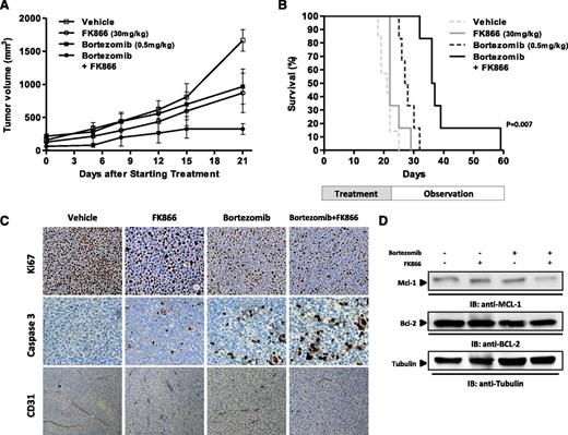 Figure 7. FK866 plus bortezomib trigger synergistic inhibition of human MM cell growth in vivo. (A) Average and SD of tumor volume (mm3) from groups of mice (n = 7 per group) versus time (days) when tumor was measured. MM1S cells (5 × 106 in 100 µL of serum-free RPMI-1640 medium) were implanted in the flank of CB17 SCID mice. After tumor detection, mice were randomized to intraperitoneal treatment with vehicle, FK866, bortezomib, or their combination at the indicated doses over 3 weeks. A significant decrease in tumor growth was noted in combination-treated mice versus vehicle-treated mice (P = .0045 after the first week and P < .001 at the end of treatment). Data are mean tumor volume ± SD. Error bars represent mean ± SD. (B) Kaplan–Meier survival plot showing survival for mice treated with vehicle, FK866, bortezomib, or their combination at the indicated concentrations. FK866 plus bortezomib-treated mice show significantly increased survival (P = .007) in comparison with vehicle-treated mice. The mean overall survival was 20 days in the vehicle-treated cohort versus 37 days in the combination-treated cohort. (C) Micrographs show tumors sectioned on day 30 (endpoint) from vehicle-, FK866- (30 mg/kg), bortezomib- (0.5 mg/kg), or combination-treated mice immunostained for Ki-67, caspase 3, or CD31 expression. Photographs are representative of 2 mice receiving each treatment. (D) Cell lysates were prepared from tumor tissues harvested from treated and untreated mice and then analyzed by western blot analysis for Mcl-1 and Bcl-2 protein level.