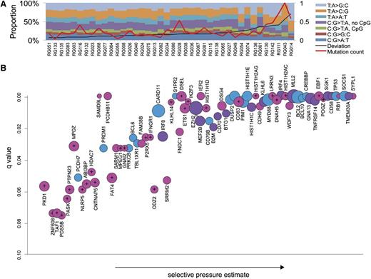 Figure 1. Mutation spectra and significantly mutated genes. (A) The somatic point mutation spectrum observed genome-wide in each of the 40 cases. Overall, mutations affecting TA base pairs were more common than CG pairs, with TA>CG transitions the most common mutation observed on average. Some of the outliers, such as RG043, RG014, and RG111, harbored mutations in genes involved in DNA repair (supplemental Table 1; “Discussion”). (B) Mutated genes with significant evidence for positive selection (false discovery rate = 0.08) are ordered on the x-axis based on selective pressure estimate. The y-axis shows the adjusted P value such that highly significant genes, typically because of a larger number of observed mutations, lie toward the upper right. The size of the circles is proportional to the number of cases in the patient cohort in which a nonsilent or splice site SNV was identified. Significant genes identified in the larger patient cohort in our previous RNA-seq study are purple, and those identified in separate studies3-5 are blue. The remaining 41 genes shown in pink have not, to our knowledge, been identified by others as significant targets of point mutation in DLBCL. Genes denoted with crosshairs indicate those with secondary support for mutations from other studies or the 13 DLBCL cell lines sequenced here (see supplemental Table 2 for details and references). Genes affected by splice site mutations included the known tumor suppressor genes MLL2, RB1, CREBBP, and TP53, as well as others with signatures indicative of inactivation, including DNAH5 and SGK1.