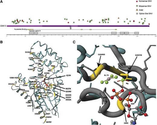 Figure 2. Mutations affecting GNA13 in a large cohort of DLBCLs. Guided by the prevalence of GNA13 mutations in our DLBCL cohorts analyzed by RNA-seq and WGS, we sought to ascertain the full mutational landscape of this gene across a large number of de novo DLBCL cases (n = 279), of which 182 had been classified as GCB or non-GCB using immunohistochemistry.30 (A) Nonsilent SNVs, indels, or splice site mutations were detected in a total of 40 patients (14.3%), with many cases harboring more than a single mutation. Up to five nonsilent mutations affecting GNA13 were observed in one patient. Overall, multiple truncation inducing mutations including frameshift indels and introduced stop codons were observed. The ratio of transitions to transversions and the large number of mutations affecting the WRCY/RGYW motif is consistent with AID-mediated mutation; however, there was no observable enrichment of mutations in the 5ʹ end of the locus (supplemental Table 5). In agreement with our previous observation, GNA13 mutations were strongly enriched in GCB, with 29 of 89 GCB (32.6%) cases having at least a single mutation in this gene and only 2 of 91 non-GCB cases mutated. (B) We mapped each of the mutations to the solved structure of Galpha13 (PDB accession no. 3AB3) and observed some nonsynonymous mutations in close proximity to the catalytic site (C), including multiple residues that interact directly with the substrate (GTP). Taken in conjunction with the prevalence of truncating mutations, we predict these likely inhibit the signaling activity of Gα13.