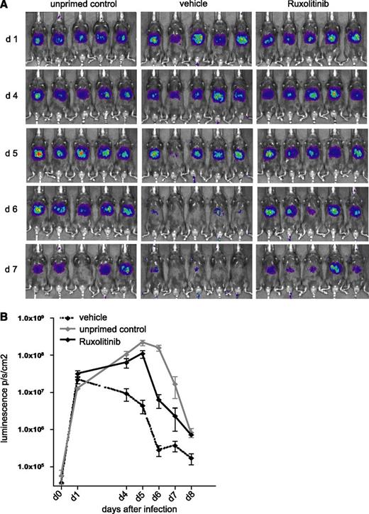 Figure 5. Ruxolitinib-treated mice show a delay in clearing adenovirus infection. (A) C57/BL6N mice were infected with 5 × 106 plaque-forming units of AdLGO, a recombinant adenovirus expressing OVA, enhanced green fluorescent protein, and click-beetle luciferase, followed by vaccination with OVA/CpG or left unprimed as control. Mice were fed 6 hours before as well as 6 hours and 18 hours after vaccination ruxolitinib or the respective vehicle control. (B) Time course of bioluminescence measurements is shown on a logarithmic scale. Results are from 1 experiment (n = 5 per group) representative of 3. The significance is related to the vehicle control. *P < .1; **P < .01; ***P < .001.
