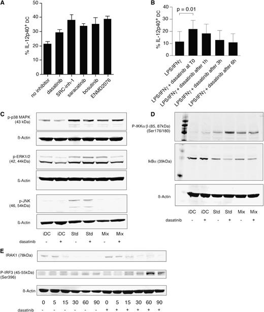 Figure 5. Biochemical effects of dasatinib and other src inhibitors. (A) Src inhibitors enhance IL-12p40 production in LPS/IFNγ–matured DCs. Different src kinase family inhibitors were tested in combination with LPS/IFNγ maturation. DCs were matured with LPS/IFNγ in the presence of the respective inhibitor (1.25 μM) and brefeldin A for 16 hours. Subsequently, Intracellular cytokine staining was performed. Data were pooled from 3 independent experiments. (B) Dasatinib added at the time of the activation stimulus leads to the highest synergistic activity. Dasatinib was added to DCs matured with LPS/IFNγ at the indicated time points, followed by IL-12p40 staining 16 hours after stimulation. Pooled data from 3 experiments. (C) Effects of dasatinib on mitogen-activated protein kinase phosphorylation. Dasatinib was added together with the maturation stimulus LPS/IFNγ. Six hours later, cell lysates were obtained and phosphorylation-specific western blots were carried out. Std.: standard maturation conditions with LPS/IFNγ. Mix: use of IL1β, TNFα, and PgE2 for stimulation. β-Actin served as a loading control (for quantitative evaluation, see supplemental Figure 4A). (D) Dasatinib enhances NF-κB signaling. Dasatinib was added together with the maturation stimulus LPS/IFNγ. Six hours later, cell lysates were obtained and phosphorylation of IκBα/β as well as degradation of IkBα was assessed. β-Actin served as a loading control (for quantitative evaluation, see supplemental Figure 4B). (E) Dasatinib enhances phosphorylation of IRF3. Dasatinib was added together with the maturation stimulus LPS/IFNγ. At the indicated time points (minutes), cell lysates were obtained and phosphorylation of IRF3 as well as degradation of IRAK1 was assessed (for quantitative evaluation, see supplemental Figure 4B).