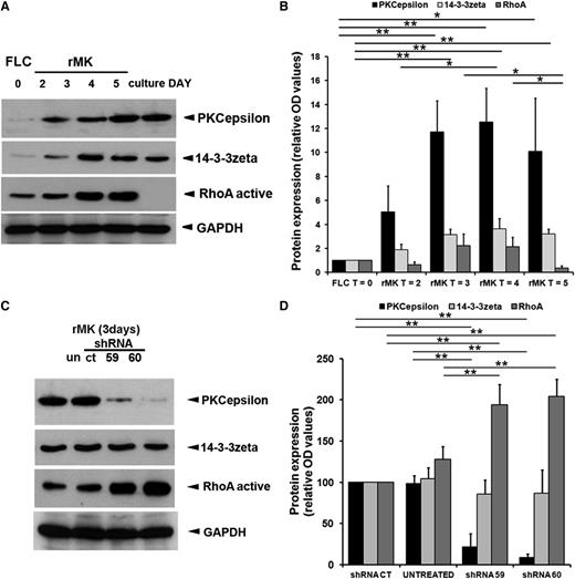 Figure 3. PKCε modulates RhoA in MK progenitors. (A) Western blot detection of PKCε, 14-3-3zeta, and RhoA protein expression in mouse MK cultured in the presence of TPO at indicated time points. GAPDH was monitored for protein loading. (B) Levels of PKCε, 14-3-3zeta, and RhoA protein expression during megakaryocytic differentiation of FLC. Densitometric measurements, performed using ImageJ software, of western blots from 3 replicates. Data are normalized for FLC (means ± 1 SD; *P < .05; **P < .01; ANOVA and Tukey tests). (C) Western blot detection of PKCε, 14-3-3zeta, and RhoA in mouse MK. At day 3 of culture, rMK untreated (un) or infected with PKCε-specific shRNA (shRNA59, shRNA60) and controls (shRNACT) were collected. GAPDH was monitored for protein loading. In the presence of PKCε-specific shRNA, the 14-3-3zeta protein levels remained stable at the control levels, whereas active RhoA expression levels sensibly increased. (D) Densitometric analysis of PKCε, 14-3-3zeta, and RhoA protein expression. Densitometric measurements, performed using ImageJ software, of western blots from 5 replicates. Data are normalized for shRNACT (means ± 1 SD; **P < .01 ANOVA and Tukey tests).