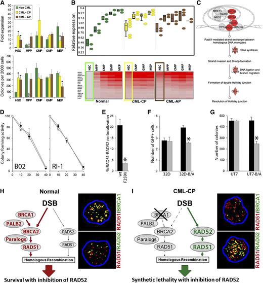 Figure 1. The concept of RAD52-dependent synthetic lethality in proliferating LSCs/LPCs. (A, upper) Fold over baseline expansion of different stem and progenitor cell subpopulations from 3 normal, 6 CML-CP, and 4 CML-AP samples during a 5-day culture; (lower) number of colonies from different stem and progenitor cell subpopulations; *P < .05 in comparison with normal counterparts. N.D., not determined. (B, upper) Differential expression of genes involved in HRR in stem and progenitor populations in CML-CP and CML-AP patients, and normal donors identified by gene ontology ANOVA; (lower) heat map of HRR genes upregulated in LSCs and LPCs compared with normal HSCs. Results from HSCs and LSCs are highlighted in boxes. (C) Ingenuity pathway analysis identifies HRR as a key upregulated pathway in LSCs. (D) Percentage of the remaining colony-forming activity of Lin−CD34+ bone marrow cells from 3 healthy donors (○) and 3 CML-CP patients (●) treated with indicated micromol concentrations of B02 and RI-1. (E) Percentage of Flag-RAD51(WT) and Flag-RAD51(F259V) foci colocalizing with endogenous RAD52 in 10 cells/group; *P < .001. (F) Number of GFP+ cells representing HRR activity in parental 32Dcl3 (32D) and BCR-ABL1-positive 32Dcl3 (32D-B/A) cells expressing Flag-RAD51(WT) (black bars) and Flag-RAD51(F259V) (gray bars); *P = .003. (G) Number of colonies from parental UT7 and BCR-ABL1-positive UT7 (UT7-B/A) cells expressing Flag-RAD51(WT) (black bars) and Flag-RAD51(F259V) (gray bars); *P < .001. (H-I) RAD52-dependent synthetic lethality. (H) HSCs/HPCs usually employ the BRCA1/BRCA2/PALB2-RAD51 pathway to repair a DSB, whereas the RAD52-RAD51 axis forms an alternative mechanism. Thus, RAD51 foci often colocalize with BRCA1, but not RAD52 foci. (I) The downregulation of BRCA1 protein in CML-CP LSCs/LPCs forces them to use the RAD52-RAD51 pathway. In concordance, RAD51 nuclear foci often colocalize with RAD52, but not BRCA1. Twenty-five cells per group were analyzed; representative nuclear foci are shown (yellow color indicates colocalization).