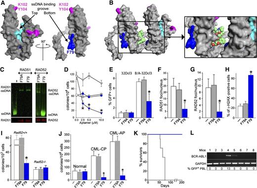 Figure 3. F79 aptamer disrupts RAD52-ssDNA binding and inhibits HRR to elevate the number of lethal DSBs and eradicate CML. (A) Surface views of the RAD52(1-212) protomer; the top and the bottom of the ssDNA binding groove are marked with arrows. Amino acids forming the ssDNA binding groove (DNA I) are colored in light/dark blue and these binding to dsDNA (DNA II) are in magenta. The location of amino acids V71-G83, which form the F79 aptamer, is highlighted in dark blue. All structures were created using the PyMOL program. (B) The F79 aptamer surface (light green) is shown between 2 RAD52 monomers to illustrate the size of the aptamer and demonstrate that it is a better fit to the binding groove than the other RAD52 monomer. The zoomed box focuses on the area that the aptamer occupies between the 2 RAD52 monomers. (C) F79 and F79A aptamers were added to the mixture of IRDye800-ssDNA and GST-RAD52 protein (right) or IRDye800-ssDNA and GST-RAD51 protein (left); the presence of ssDNA-RAD52 and ssDNA-RAD51 complexes were detected by agarose fluorescent gel shift assay (upper) combined with western blotting (lower). (D) Number of colonies from normal and CML-CP Lin−CD34+ cells (circles and triangles, respectively) incubated with the indicated concentrations of F79A (gray) and F79 (blue) aptamer; *P < .001 in comparison with F79A. (E-H) Cells were untreated (white bars) or treated with F79A (gray bars) and F79 (blue bars) aptamer. (E) Percentage of GFP+ cells representing HRR activity in 32Dcl3 and BCR-ABL1 (B/A)-32Dcl3 cells; *P = .01. (F) Number of RAD51 foci/nucleus in Lin−CD34+ CML-CP; *P < .001. (G) Number of RAD52 foci/nucleus in Lin−CD34+ CML-CP; *P < .001. (H) Percentage of Lin−CD34+ CML-CP cells containing more than 20 γ-H2AX foci/nucleus; *P < .001. (I) Number of colonies from BCR-ABL1 Rad52+/+ and Rad52−/− cells incubated with aptamers; *P < .001 in comparison with untreated and F79A group. (J) Clonogenic activity of Lin−CD34+ cells from 3 healthy donors and 3 CML-CP and 3 CML-AP patients incubated with aptamers; *P < .001 in comparison with untreated counterparts. (K) Survival of nonobese diabetic/SCID mice bearing BCR-ABL1 Rad52+/+ leukemia and treated with F79 and F79 aptamers (8 mice/group). (L) RT-PCR detection of BCR-ABL1 mRNA in bone marrow mononuclear cells from mice injected with BCR-ABL1 Rad52+/+ leukemia cells and subsequently treated with F79 aptamer, which survived more than 200 days. GAPDH served as positive control. %GFP+ PBL, percentage of GFP+ BCR-ABL1 leukemia cells detected in peripheral blood mononuclear cells.