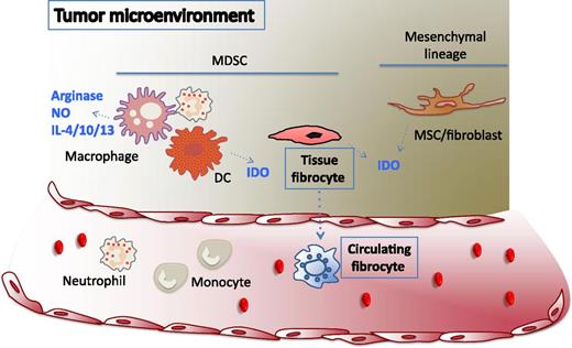 Tumor promotes the recruitment of myeloid- and mesenchymal-derived suppressor cells. Tumor formation is associated with the recruitment of cells of myeloid and mesenchymal origin that, as a consequence of the tumor secretome, are polarized toward an antiinflammatory and immunosuppressive profile. Circulating fibrocytes detected in patients with metastatic tumor display features of the myeloid compartment and exert immunosuppressive activity in vitro. Because of these characteristics, fibrocytes can be affiliated to the group of MDSCs. The immunosuppressive activity can be attributed to the production of IDO, which depletes the cellular microenvironment of tryptophan, required for T-cell proliferation. Despite substantial differences in marker expression and lineage of origin, IDO is also the main mechanism by which tumor-polarized DCs or MSCs inhibit immune responses. In contrast, polarized monocytes, macrophages, and neutrophils preferentially use a different set of molecules including arginase, nitric oxide, interleukin (IL)-4, IL-10, and IL-13.