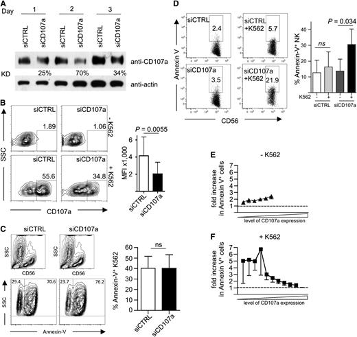 Figure 5. siRNA-mediated knockdown of CD107a in primary NK cells increases their apoptosis after target cell encounter. (A) Kinetic of CD107a knockdown. Human NK cells transfected with siRNA against CD107a or control siRNA (CTRL) were analyzed at the indicated day by anti-CD107a and anti-actin Western blotting analysis. KD, knockdown efficiency in relation to siCTRL-treated cells normalized to actin. (B) Left: Degranulation on day 2 after siRNA transfection in response to K562 cells. Cells were coincubated at an E/T of 0.5 for 3 hours in the presence of anti-CD107a antibodies and analyzed by FACS. Right: MFI of CD107a within the CD56+ gate was determined for siCTRL- (–) and siCD107a- (+) transfected NK cells. Statistics were performed using the paired 2-tailed Student t test; n = 5 ± SD. (C-F) Human NK cells transfected with siRNA against CD107a or control siRNA were incubated for 4 hours in the presence of anti-CD107a antibodies without (E) or with (C,F) K562. Cells were stained for CD56, followed by Annexin-V staining, and then analyzed by FACS. (C) K562 were identified by gating on CD56-negative events (top) and analyzed for Annexin-V staining. Data were plotted as mean ± SEM (right). Statistics were performed using the paired 2-tailed Student t test (C-D). (D) CD56+ NK cells were analyzed for Annexin-V staining in the absence or presence of K562 target cells. A representative staining is shown on the left. Statistical summary of data from 5 independent experiments are shown on the right. (E-F) The data shown in (D) were analyzed in relation to CD107a staining. See “Material and methods” for details on normalization. Dotted lines indicate equal ratios.