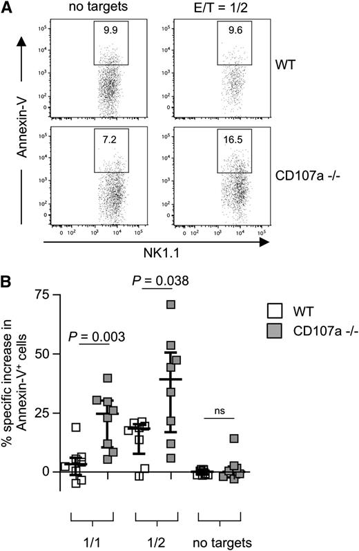 Figure 6. CD107a-deficient NK cells are more susceptible to apoptosis after target cell encounter. (A) Purified splenic IL-2–expanded NK cells from WT (top) or CD107a−/− (bottom) mice were incubated for 4 hours in the absence or presence of RMA/S cells. NK cells were identified by gating on CD3–NK1.1+ cells, and Annexin-V–positive cells were quantified. (B) Statistical summary of the data. Percentage of specific increase in Annexin-V–positive cells was calculated as described in “Material and methods”. NK cells conjugated to target cells were ignored to avoid false-positive events through apoptotic targets. Statistical analysis was performed using the 2-tailed Mann-Whitney U test. ns, not significant.