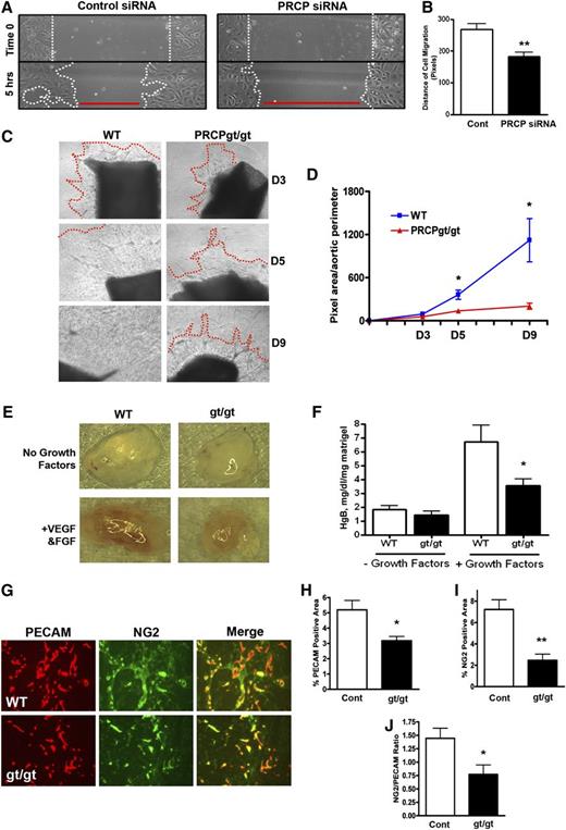 Figure 2. Influence of PRCP on angiogenesis. (A) Confluent BAEC transfected with Control or PRCP siRNA were “scratched” and images were obtained initially (“Time 0”) and after 5 hours. (B) The distance of cell migration from (A) as determined by MetaMorph analysis was obtained by subtracting 5-hour widths from Time 0 divided by 2 (n = 9 for both groups). (C) Endothelial sprouting of aortic segments from WT and PRCPgt/gt mice were photographed on D3, D5, and D9. The red line indicates the leading edge of the sprout. The absence of a red line indicates the sprouting was beyond the field of view. (D) Morphometric analysis of images in (C) expressed as the mean ± SEM of the pixel area of sprouts per aortic perimeter. (E) A Matrigel plug containing no growth factors or with vascular endothelial growth factor and basic fibroblast growth factor were injected subcutaneously into WT or PRCPgt/gt mice (n = 13-17 for all 4 groups). Gross Matrigel plug images were obtained using a Nikon SMZ-U dissecting microscope (original magnification ×1). (F) Hemoglobin content on homogenized Matrigel plugs from the 4 conditions in (E) harvested on D9. (G) Frozen sections of Matrigel plugs from WT or PRCPgt/gt (gt/gt) mice were stained for the endothelial cell marker PECAM (red) and VSMC marker NG2 (green). The percent PECAM (CD31)-positive (H) or NG2 positive (I) area was assessed by morphometric analysis (n > 4 for all Matrigel stain analysis). (J) The ratios between NG2 and PECAM-positive stained areas within each image were obtained. Migration and sprout images were obtained using a Nikon TE200 microscope with a 10×/0.25 objective lens, 20×/0.45 for Matrigel plug staining images. *P < .05, **P < .01 of comparison between 2 groups.