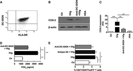 Figure 6. DC-SIGN is partially implicated in IVIg-mediated COX-2 expression and PGE2 production in DCs and Treg expansion. (A) Expression of DC-SIGN in DCs as analyzed by flow cytometry. (B) Western-blot analysis of COX-2 expression in DCs. DCs were cultured in GM-CSF and IL-4 alone (Ctr) or with IVIg or HSA for 24 hours. In parallel, DCs were preincubated with blocking antibodies to DC-SIGN followed by treatment with IVIg (Anti-DC-SIGN+IVIg). Representative blot of 6 experiments is shown. (C) The fold changes in the COX-2 expression based on densitometry analysis of western blots (mean ± SEM, n = 6). AU, arbitrary units. (D) Secretion (mean ± SEM, n = 6) of PGE2 by DCs that were treated as explained above. (E) Percentage (mean ± SEM, n = 7) of CD4+CD25+FoxP3+ cells in the DC-CD4+ T cell cocultures. DCs were pretreated with DC-SIGN blocking antibodies or isotype control antibodies followed by treatment with IVIg and then cocultured with CD4+ T cells, *P < .05; **P < .01; ***P < .001.