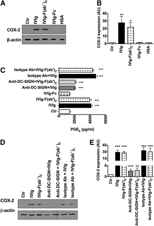 Figure 7. IVIg-mediated COX-2 induction and PGE2 production in DCs are F(ab′)2 dependent. (A,D) Western-blot analysis of COX-2 expression in DCs. DCs were cultured in GM-CSF and IL-4 alone (Ctr) or with IVIg or equimolar concentrations of either F(ab′)2 fragments or Fc fragments of IVIg or HSA for 24 hours (A). In some experiments, DCs were preincubated with blocking antibodies to DC-SIGN or isotype control antibodies followed by treatment with equimolar concentrations of either IVIg or F(ab′)2 fragment of IVIg (D). Representative blot of 6 to 7 experiments is shown. (B,E) The fold changes in the COX-2 expression (mean ± SEM, n = 6-7) based on densitometry analysis of western blots in the above experiments. AU, arbitrary units. (C) Secretion (mean ± SEM, n = 7) of PGE2 by DC that were treated as explained above, *P < .05; **P < .01; ***P < .001.