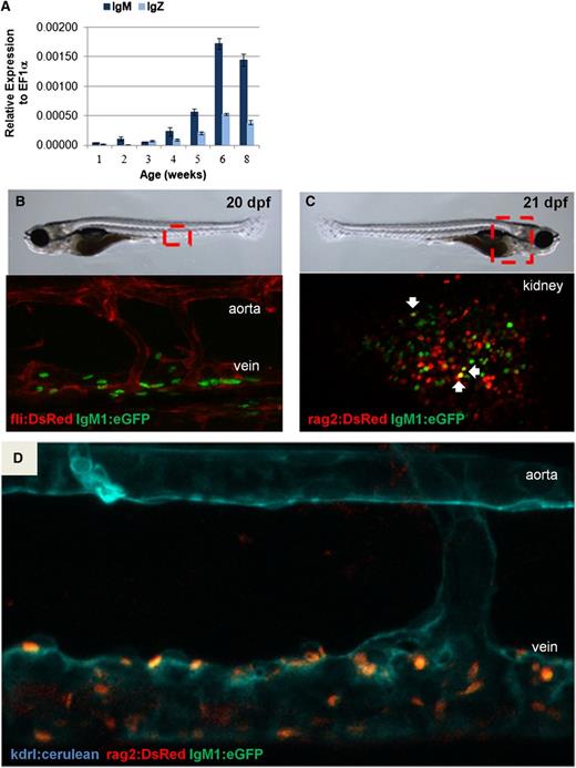 Figure 2. IgM expression during development. (A) qRT-PCR analysis was performed on individual whole fish. Average expression plus SEM of IgM or IgZ relative to ef1α (ΔCt) for 3 to 4 fish per time point is shown. (B) Confocal imaging of the area between the dorsal aorta and the posterior cardinal vein of fli1:DsRed;IgM1:eGFP fish at 20 to 21 dpf. (C) Confocal imaging of the kidney of rag2:DsRed;IgM1:eGFP fish at 21 dpf. DsRed+eGFP+ cells are indicated with arrows. (D) Confocal imaging of the area between the dorsal aorta and the posterior cardinal vein of kdrl:cerulean;rag2:DsRed;IgM1:eGFP fish at 22 dpf. All of the cells near the vein are DsRed+eGFP+. These results are representative of results obtained with at least 3 individual fish of each type. All embryos were imaged in water at room temperature with an ×25 objective using a Leica SP5 inverted confocal microscope with Leica Application Suite Advanced Fluorescence (LAS AF) acquisition and analysis software.
