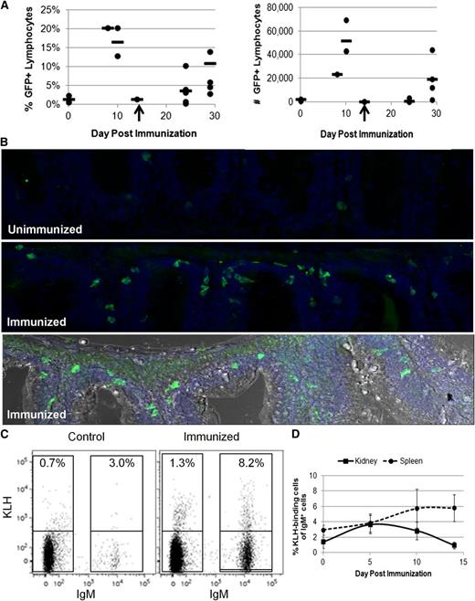 Figure 4. Analysis of IgM+ B cells during an immune response. Adult IgM1:eGFP fish were injected intraperitoneally with KLH in complete Freund’s adjuvant and then boosted 14 to 21 days later with KLH in IFA. (A) Spleens were isolated from individual fish at the indicated times and analyzed by flow cytometry for the percentage and number of GFP+ lymphocytes. Each point represents 1 fish, and the line represents the average response at that time point. Two independent experiments are represented in these data. The booster immunization is indicated with an arrow. (B) The gut mass was isolated from individual fish 14 days after the booster immunization and sectioned. DAPI (blue) /anti-GFP (green) immunohistochemical analyses from an unimmunized (top) and immunized (middle) fish are shown. Also shown is a compilation of the DAPI and anti-GFP stains in an immunized fish with light microscopy for context (bottom). There was an average of 10 ± 4 (SD) GFP+ cells in unimmunized gut sections vs 35 ± 14 (SD) GFP+ cells in immunized gut sections. These data are representative of results from 3 unimmunized and 4 immunized fish. The images were taken with a ×25 objective using a Leica SP5 inverted confocal microscope with LAS AF acquisition and analysis software. (C) Organs were isolated from individual adult IgM1:eGFP fish and analyzed by flow cytometry for KLH-binding cells. The percentages of KLH-binding cells from a control and immunized spleen 14 days after the booster immunization are shown. (D) Average percentages of KLH-binding cells among the IgM+ B cells + SD at several time points after the booster immunization (2 to 5 fish per time point). These results are representative of 2 independent experiments.