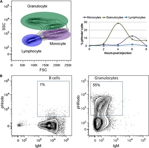 Figure 5. Zebrafish B cells are marginally phagocytic. (A) Adult zebrafish were injected intraperitoneally with fluorescent E coli (pHrodo). After several hours, PEX was collected and analyzed by flow cytometry. Left: FSC/SSC profile of cells from the PEX. Right: Total percentage of pHrodo+ cells in each cell population at various time points. (B) IgM+ B cells and granulocytes were purified by flow cytometric sorting from adult IgM1:eGFP fish and cultured in vitro with pHrodo. Flow cytometric profiles of B cells and granulocytes after 4 hours of culture are shown. These results are representative of at least 3 independent experiments.