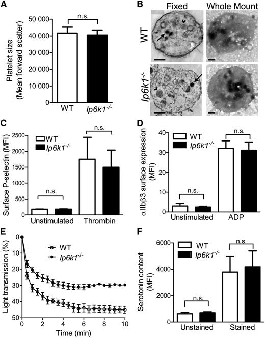 Figure 3. Characterization of Ip6k1−/− platelets. (A) Flow cytometry analysis of fixed platelets from WT and Ip6k1−/− mice to determine forward scatter as a reflection of platelet size. Data are mean ± standard error (n = 5). (B) Representative (left) fixed and (right) whole mount transmission electron micrographs of platelets pooled from 3 mice of each genotype. In fixed samples, arrows indicate dense granules and arrowheads indicate α-granules. Dense granules are clearly visible in whole mount micrographs. Bars represent 0.5 µm. (C) Surface P-selectin expression in unstimulated and thrombin stimulated WT and Ip6k1−/− platelets analyzed by flow cytometry. Data are mean ± standard error (n = 3). (D) Binding of Alexa Fluor 488–conjugated fibrinogen to integrin αIIbβ3 on the surface of unstimulated and ADP-stimulated WT and Ip6k1−/− platelets, monitored by flow cytometry. Data are mean ± standard error (n = 5). (E) Thrombin stimulated aggregation of washed platelets from WT and Ip6k1−/− mice measured spectrophotometrically as a decrease in percent light transmission over a period of 10 minutes. Samples were pooled from 3 mice of each genotype for the analysis. Data are mean ± standard error from 3 independent experiments. (F) Flow cytometry analysis of washed and fixed WT and Ip6k1−/− platelets labeled with a serotonin antibody, followed by an Alexa Fluor 488–conjugated secondary antibody (stained) or the secondary antibody alone (unstained). Data are mean ± standard error (n = 6). Data were analyzed by a 2-tailed Student t test (n.s., not significant, P > .05). MFI, median fluorescence intensity.
