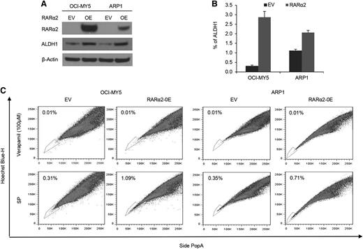 Figure 2. Increased RARα2 expression induces stem cell characteristics in MM. (A) Western blots showed ALDH protein levels in OCI-MY5 and ARP1 cells transfected with either RARα2 or empty vector. (B) ALDH activity was evaluated in RARα2 overexpressing cells OCI-MY5 and ARP1 by flow cytometry analysis. (C) SP fractions of OCI-MY5 and ARP1 cells were examined by flow cytometry and the results show the percentages of SP in RARα2 overexpressing cells (1.09% in OCI-MY5 and 0.71% in ARP1) and EV control cells (0.31% in OCI-MY5 and 0.35% in ARP1).