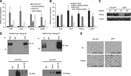 Figure 3. RARα2 upregulates and physically binds with iPS reprogramming genes and promotes colony formation in MM cell lines. (A-B) The expression of Oct4, Sox2, Nanog, and Lin28A genes was examined in OCI-MY5, ARP1, KMS11, and ARK MM cells over- or underexpressed RARα2 by RT-PCR. (C) Western blots exhibited Nanog expression in RARα2 OE and EV OCI-MY5 and ARP1 cells. (D) Total lysates were prepared from HEK-293 cells transiently transfected with the constructs indicated. Co-IP was performed with anti-Flag antibody (left) or anti-V5 antibody (right), followed by western blotting with the antibodies indicated. Control IgG was used as a negative control for the Co-IP. A total of 1% of the lysate used for Co-IP was used as input. Co-IP was repeated in both directions using OCI-MY5 cells to demonstrate interaction of RARα2 with Nanog in the presence of benzonase. (E) The clonogenic capacity was compared between RARα2-OE and EV cells of OCI-MY5 and ARP1 lines (magnification ×40).