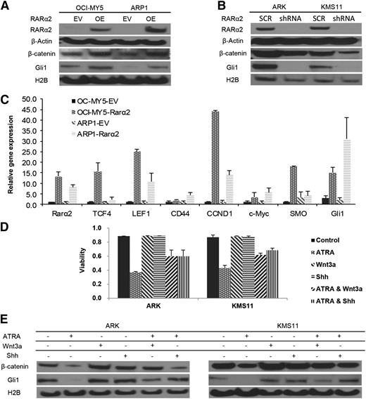 Figure 4. RARα2 activates both Wnt and Hh signaling. (A) Western blots show the nuclear expression of β-catenin and Gli1 in OCI-MY5 and ARP1 cells overexpressed RARα2. (B) Western blots show the nuclear expression of β-catenin and Gli1 in ARK and KMS11 cells transfected with either RARα2 shRNA or scrambled oligonucleotide (SCR). (C) Real time-PCR revealed the expression of TCF1, TCF4, LEF1, CD44, CCND1, SMO, and Gli1 in RARα2-overexpressing myeloma cells and the EV cells. (D) Cell viability was evaluated in ARK and KMS11 cells treated with ATRA, Wnt3a, and Shh or combinations. All results are expressed as means ± SD of 3 independent experiments. (E) Western blots show the expression of β-catenin and Gli1 in ARK and KMS11 cells treated with ATRA, Wnt3a, and Shh or combinations.