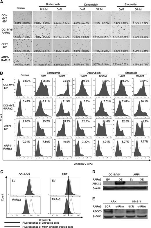Figure 5. High expression of RARα2 induces drug-resistance in myeloma cells. (A) The clonogenic capacity was compared between RARα2 OE and EV cells of OCI-MY5 and ARP1 lines treated with bortezomib, doxorubicin, and etoposide (magnification ×40). (B) Cell apoptosis was compared between RARΑ2 OE and EV cells of OCI-MY5 and ARP1 lines treated with bortezomib, doxorubicin, and etoposide by flow cytometry. (C) Flow cytometry shows the activity of drug efflux pump between RARα2 OE and EV cells in OCI-MY5 and ARP1 lines. (D-E) Western blots show the expression of ABCC3 in RARα2-OE OCI-MY5 and ARP1 cells (D) as well as in RARα2-shRNA KMS11 and ARK cells (E).