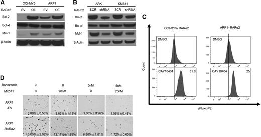 Figure 6. Inhibition of RARα2 and its downstream signaling pathways decreases drug resistance induced by overexpression of RARα2. (A-B) Western blots show the expression of Bcl-2, Bcl-xl, and Mcl-1 in RARα2-OE OCI-MY5 and ARP1 cells (A) and in RARα2-shRNA ARK1 and KMS11 cells (B). (C) Flow cytometry shows the effect of COX-2 inhibitor, CAY10404, in cell membrane pump efflux induced by overexpression of RARα2 in OCI-MY5 and ARP1 cells. (D) The ABC transporter inhibitor MK-571 blocks RARα2-induced drug resistance in ARP1 cells. Clonogenic assay shows the effect of bortezomib or combination of MK571 and bortezomib on the clonogenic formation in RARα2-overexpressing ARP1 cells compared with the control (magnification ×40).