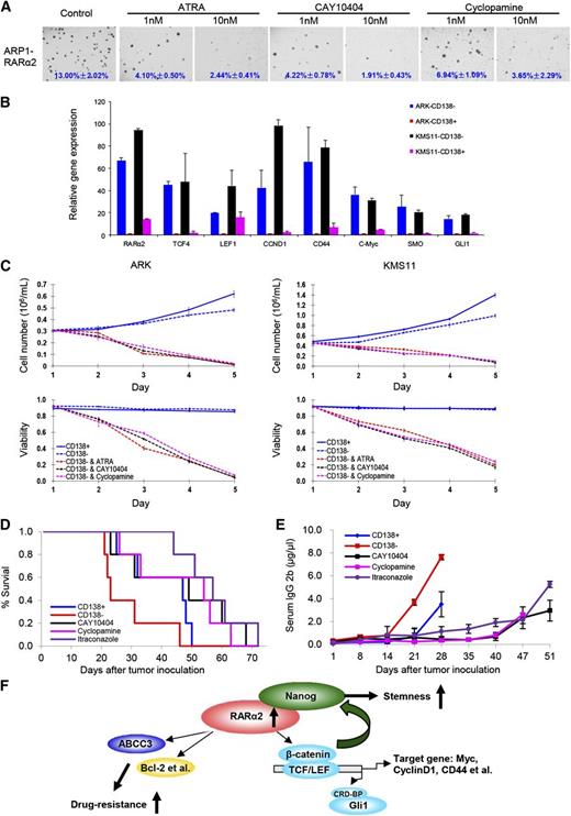 Figure 7. Targeting Wnt and Hh signaling induces myeloma cell apoptosis in vitro and in the 5TGM1 myeloma mouse model. (A) Clonogenic assay shows the effect of ATRA, Wnt, and Hh inhibitors in RARα2 overexpressing OCI-MY5 and ARP1 cells (magnification ×40). (B) Real-time PCR shows that the expression of TCF4, LEF1, CD44, CCND1, c-Myc, SMO, and Gli1 in CD138− cells and CD138+ cells derived from ARK and KMS11 cell lines. (C) Cell growth and viability were evaluated in CD138− cells derived from KMS11 and ARK lines treated with ATRA, Wnt, and Hh inhibitors. Results are expressed as means ± SD of 3 independent experiments. (D) Kaplan-Meier curves show the 5TGM1 C57BL/KaLwRij mouse survival treated with CAY10404, cyclopamine, and itraconazole. (E) Tumor burden was examined idiotype lgG2b levels by ELISA in the 5TGM1 C57BL/KaLwRij mice treated with CAY10404, cyclopamine, and itraconazole. (F) The model of our working hypothesis shows potential mechanisms by which RARα2 maintains myeloma stem cell features.