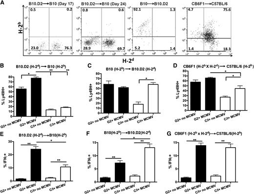 Figure 2. Expansion of licensed but not unlicensed Ly49H+ NK cells with increased IFNγ production post-HSCT in MHC-disparate recipients following MCMV infection. (A) Example flow plots of CD3-NK1.1+ NK cells gated on H-2d vs H-2b MHC-I haplotypes from splenocytes of B10.D2 (H-2d), B10 (H-2b), and C57BL/6 (H-2b) host mice 7 days post-MCMV infection and that underwent allo-HSCT 10 or 17 days prior to MCMV infection. (B-D) Splenocytes were stained for CD3, NK1.1, Ly49H, Ly49C/I, and Ly49G2 7 days after infection post-HSCT and compared with noninfected mice. Percentage of CD3− NK1.1+ Ly49C/I+/H+ and Ly49G2+/H+ cells in (B) B10, (C) B10.D2, (D) C57BL/6 infected and noninfected host mice are illustrated. (E-G) The percentage of CD3− NK1.1+ Ly49H+ IFNγ+ Ly49G2+ or Ly49C/I+ NK cells was determined from infected and noninfected mice after allo-HSCT in (E) B10, (F) B10.D2, and (G) C57BL/6 mice. Data are representative of 2 to 3 experiments with 4 mice per group. The error bars represent the standard error of the mean. Statistical analysis was performed using 1-way ANOVA and Tukey posttest.*P < .05; **P < .01.