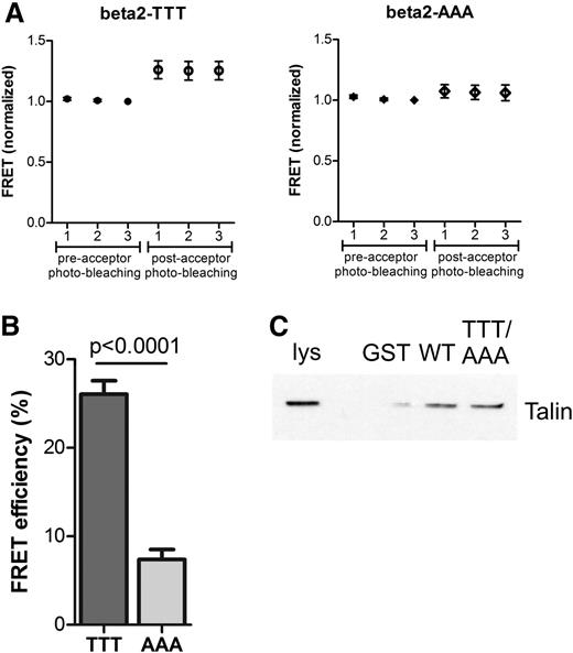 Figure 1. The TTT motif in the β2 integrin tail mediates kindlin-3 binding. (A) The interaction between human WT β2 integrin (TTT, left) or mutant β2 integrin (AAA, right) with human kindlin-3 was measured in transfected HEK293 cells using FRET. In each case, representative graphs are shown with 3 measurements before and 3 measurements after acceptor photo-bleaching. Error bars indicate standard deviation. (B) FRET results of the β2–kindlin-3 interaction are summarized as percentage FRET efficiency (N = 23 cells, mean ± SEM). (C) The interaction of talin with WT-β2-integrin or TTT/AAA β2-integrin was assessed by GST pulldowns with GST alone, GST-WT-β2-integrin (WT), and GST-TTT/AAA-β2-integrin (TTT/AAA) from T-cell lysates followed by immunoblotting with an antitalin antibody. Lys, T cell lysate. Experiment is representative of N = 2.