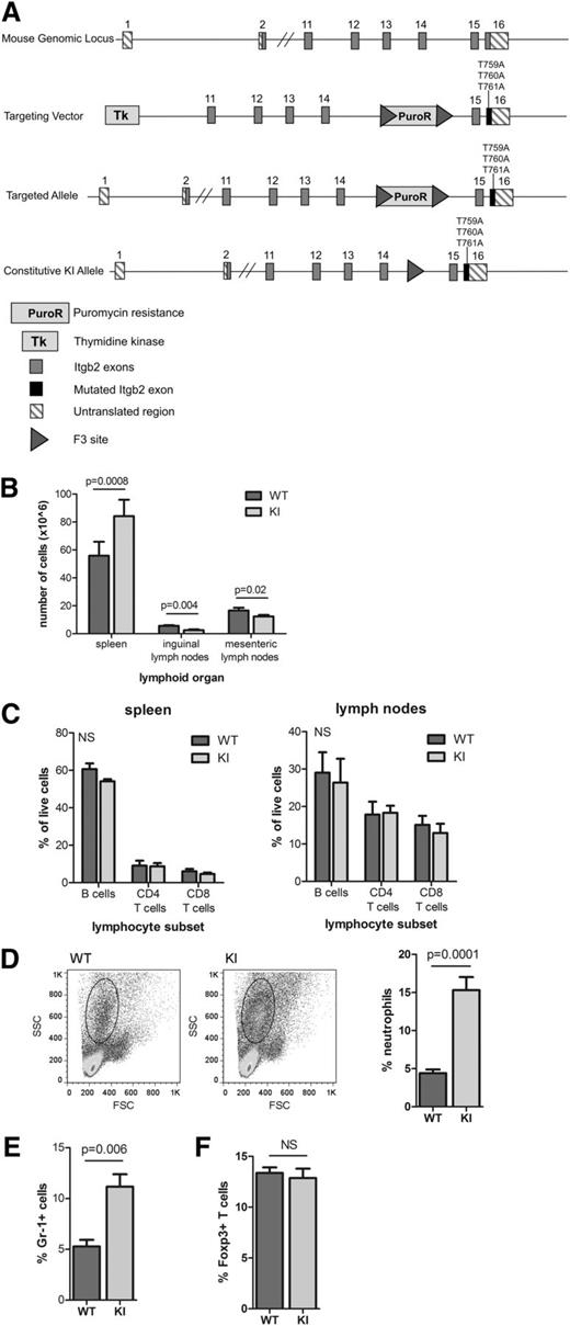 Figure 2. Generation and phenotype of β2TTT/AAA integrin knock-in mice. (A) Arrangement of the murine Itgb2 genomic locus (top), targeting vector (second from top), targeted Itgb2 allele after homologous recombination (second from bottom), and the constitutively expressed Itgb2 knock-in allele after Flp recombination (bottom). F3–Flp recombination target site. (B) The size of secondary lymphoid tissues (spleen, inguinal lymph nodes, and mesenteric lymph nodes) in 6- to 10-week-old WT and β2TTT/AAA integrin knock-in (KI) homozygote mice, presented as cell number (N = 5 mice). (C) Proportions of B cells and CD4 and CD8 T cells in the spleen and inguinal lymph nodes of 6- to 10-week-old WT and KI mice (N = 3). (D) Circulating neutrophil numbers were identified by forward/side scatter profiles, with representative plots (left) and pooled data from 6 mice (right). (E) Gr-1 staining of blood samples to identify circulating neutrophils (N = 6 mice). (F) Splenic regulatory T cells were identified by intracellular Foxp3 staining (N = 6 mice). In all cases, Student t test was used to calculate significance values. NS, not significant. In all cases, mean ± SEM are presented.