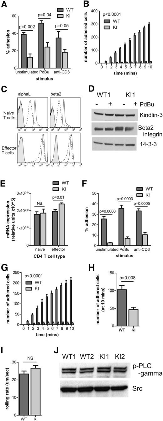 Figure 3. β2TTT/AAA integrin knock-in T cells display impaired adhesion. (A) Adhesion of WT and KI-naïve CD4 T cells to ICAM-1 under static conditions. Cells were unstimulated, or stimulated with 200 nM PDBu or 10 μg/mL anti-CD3 (N = 4). (B) SDF-1–induced adhesion of naïve CD4 T cells to ICAM-1 under shear flow conditions (N = 4). (C) The expression of αL (left) and β2 (right) integrin subunits in WT (solid line) and KI (dashed line)-naïve CD4 T cells ex vivo (top) and cultured effector CD4 T cells (bottom). Plots are representative of N = 3 to 5. Shaded line represents the isotype control. (D) Kindlin-3, β2 integrin and 14-3-3 protein levels in WT and KI effector CD4 T cells, with and without stimulation with 200 nM PdBu. N = 1 is shown as representative of N = 2. (E) β2 integrin mRNA levels in WT and KI-naïve and effector CD4 T cells were determined by reverse-transciptase quantitative PCR (N = 4). (F) Effector CD4 T-cell adhesion to ICAM-1 under static conditions, using unstimulated, PDBu– or anti-CD3–stimulated cells (N = 5). (G) Effector CD4 T-cell adhesion to ICAM-1 under shear flow conditions (N = 4). (H) Effector CD4 T-cell adhesion to bEnd.3 cells under shear flow, after 10 minutes of adhesion (N = 3). (I) Rolling rates of effector CD4 T cells on ICAM-1 under shear flow (N = 3). (J) p-PLCγ and Src levels in effector CD4 T cells were determined by Western blot analysis. N = 2 is shown and is representative of N = 4. Student t test was used to calculate significance values in panels A,E-F,H-I. Two-way analysis of variance was performed in panels B,G. NS, not significant. In all cases, mean ± SEM is shown.
