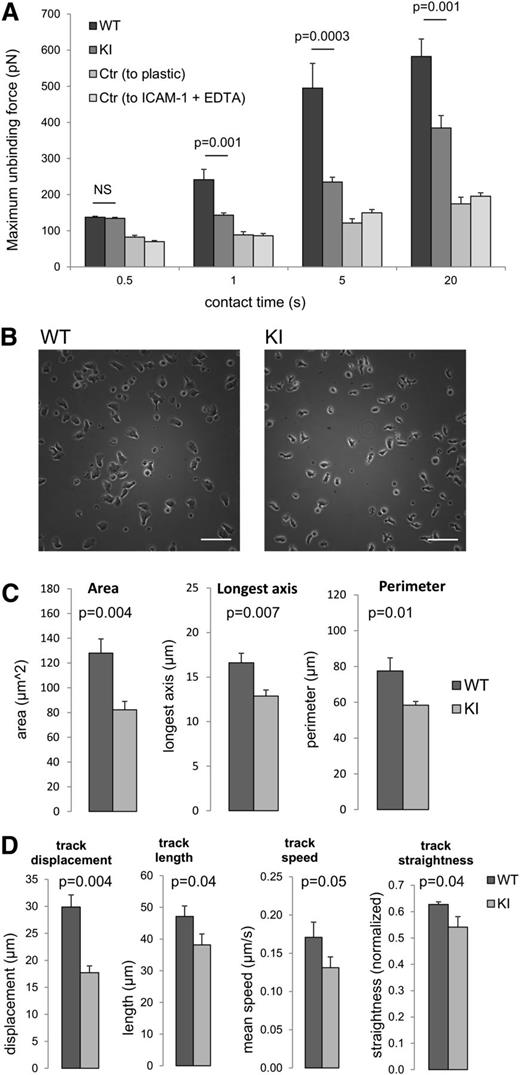 Figure 4. Loss of β2–kindlin-3 interactions in CD4 T cells results in impaired adhesion strengthening and impaired migration on ICAM-1 in vitro. (A) AFM measurements of the forces required to detach WT and KI effector CD4 T cells from an ICAM-1–coated surface, presented as maximum unbinding force. The control readings (Ctr) indicate WT cell adhesion to bare plastic, and WT cell adhesion to ICAM-1 in the presence of EDTA. At all contact times, adhesion of both WT and knock-in cells to ICAM-1 was significantly above binding to bare plastic or ICAM-1 in the presence of EDTA. N = 50 individual T cells, with mean ± SEM. (B) Still images of WT and KI effector CD4 T cells plated onto ICAM-1–coated surfaces. Scale bars represent 50 μm. Images are representative of cells from N = 8 mice. (C) WT and KI effector CD4 T-cell spreading on ICAM-1 was quantified in terms of area, longest axis, and perimeter. Cells are from N = 3 mice. (D) Effector CD4 T-cell 2-dimensional migration on ICAM-1 was viewed using time-lapse microscopy over a 15-minute period and videos analyzed to quantify the parameters indicated. Cells are from N = 8 mice, with mean ± SEM. Student t test was used to calculate significance values. NS, not significant.