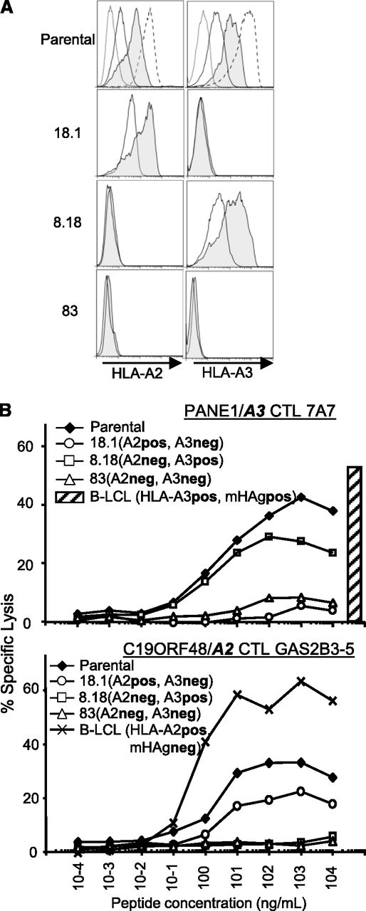 Figure 2. Isolation of HLA-AnegHEK293. (A) Loss of HLA-A2 and HLA-A3 protein expression. Flow cytometry analysis of HLA-A2 and HLA-A3 expression on parental HEK293 and 3 derived genetically modified clones with loss of HLA-A (numbered 18.1, 8.18, and 83). Dotted lines represent isotype (HLA-A2) or SA-PE (HLA-A3) controls; solid line represents HLA-A expression without IFN-γ and TNF-α, and filled lines represent HLA-A expression after culturing with 600 IU/mL IFN-γ and 10 ng/mL TNF-α for 48 hours. Dashed lines in the parental column represent HLA-A2 or HLA-A3 expression on EBV-LCL. (B) Resistance to CTL-mediated lysis. Parental HEK293 and derived HLA-Aneg clones were cultured with IFN-γ and TNF-α for 48 hours and pulsed with serial dilutions of the cognate HLA-A3 peptide RVWDLPGVLK (derived from PANE1 and recognized by CTL clone 7A7)27 or the HLA-A2 peptide CIPPDSLLFPA (derived from C19ORF48/A2 and recognized by CTL clone GAS2B3-5)28 and evaluated for recognition by CTL clones in a 4-hour 51Cr release assay at an effector-to-target ratio of 20:1.HLA-A2+ LCL (hatched bar) that expresses PANE1mHAg (not peptide-loaded) were used as a positive control.