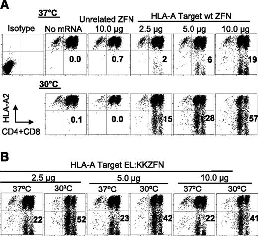Figure 3. Loss of HLA-A expression on primary OKT3-propagated T cells after genetic editing with ZFNs. (A). Loss of cell surface expression of HLA-A2 after electro-transfer of mRNA species encoding ZFN-L and ZFN-R targeting HLA-A2 (top). T cells were harvested 6 days after initial stimulation with γ-irradiated aAPC. Five million T cells were premixed with ZFN mRNA in 100 μL Human T-cell Nucleofector solution and electroporated in a cuvette using a Nucleofector II device with program T-20. Coexpressions of HLA-A2, CD4, and CD8 were analyzed 4 days after electro-transfer of graded doses of the mRNA species encoding ZFN-L and ZFN-R. Flow cytometry data were gated on the propidium iodide-negative, live cell population. Numbers in the lower-right quadrant indicate the percentage of CD4 and CD8+ T cells that are HLA-Aneg. Improved disruption of HLA-A expression by cold shock (bottom). Data were collected 4 days after electro-transfer of graded doses of the mRNA species encoding ZFN-L and ZFN-R. Cells were cultured at 30°C from days 1 to 3 after electro-transfer of ZFNs, returned to 37°C, and cultured for 1 additional day before analysis. (B) Improved efficiency of HLA-A disruption by ZFN-L and ZFN-R fused to the heterodimeric FokI domain variants. mRNA species encoding the ZFN-L and ZFN-R heterodimeric FokI mutants EL:KK targeting HLA-A were electro-transferred into primary T cells. HLA-A2 expression was analyzed after culturing the cells for 4 days at 37°C or 3 days at 30°C followed by 37°C for 1 day. X-axis represents CD4 and CD8 expression and y-axis represents HLA-A2 expression.
