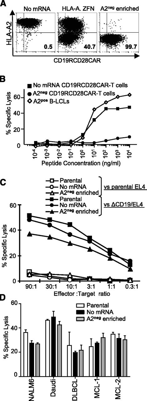 Figure 5. Loss of HLA-A expression on primary CD19-specific CAR+T cells genetically edited with ZFNs. (A) Disruption of HLA-A2 in CAR+T cells by electro-transfer of mRNA encoding ZFNs. T cells from a HLA-A2+ donor were electroporated and propagated to express CD19-specific CAR (CD19RCD28). These T cells were re-electroporated with 2.5 μg of each mRNA encoding the heterodimeric FokI domain variants of the HLA-A-specific ZFNs (ZFN-L-EL and ZFN-R-KK). HLA-A2 expression was analyzed after culturing at 30°C for 3 days, followed by 37°C for 1 day. Enrichment of the HLA-A2neg population was performed by paramagnetic selection. (B) HLA-Aneg CAR+T cells evade lysis by HLA-A2-restricted CTL. Pools of the indicated CAR+T cells were pulsed with serial dilutions of cognate peptide before being used as targets in a CRA. CTL clone GAS2B3-5, which is specific for C19ORF48/A2, was added at an effector-to-target ratio of 20:1. (C) ZFN-modified HLAneg CAR+ T cells maintain desired antigen-specific cytotoxicity. Redirected specificity for CD19 by HLA-Aneg T cells expressing CD19RCD28CAR was demonstrated using the mouse T-cell line EL4 genetically modified to express a truncated variant of human CD19. Expression of introduced human CD19 on EL4 was 100%. (D) HLAneg CAR+ T cells maintain cytotoxicity against CD19+malignant cells. Cytotoxicity of HLA-Aneg CD19-specificCAR+ T cells was evaluated against CD19+ cell lines (NALM-6 and Daudi) and primary lymphoma cells derived from patients. Data shown are from an effector-to-target ratio of 10:1. Primary cells from DLBCL are diffuse large B-cell lymphoma, and those from MCL are mantle cell lymphoma.
