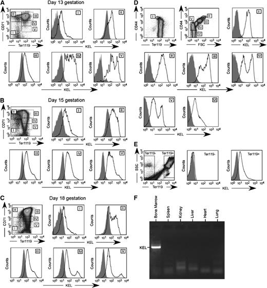 Figure 3. KEL is expressed on all RBC precursors in the fetal liver and bone marrow of transgenic animals, in an RBC-specific fashion. (A-C) Fetal liver cells from KEL transgenic fetuses, with anti-KEL staining (solid) or secondary only staining (shaded) of RBC precursor populations (I = primitive erythroid progenitor cells, II = proerythroblasts and early basophilic erythroblasts, III = later basophilic erythroblasts, IV = chromatophilic and orthochromatophilic erythroblasts, and V = late orthrochromatophlic erythroblasts and reticulocytes). (D) Bone marrow from KEL transgenic animals, with anti-KEL staining (solid) or secondary only staining (shaded) of RBC populations (I = proerythroblasts, II = basophilic erythroblasts, III = polychromatic erythroblasts, IV = orthochromatic erythroblasts, V = reticulocytes, VI = mature RBCs). (E) Anti-KEL staining of peripheral blood cells. (F) Bone marrow and organs of a KEL-positive animal were evaluated for KEL expression by PCR. Results are from 2 independent experiments, with 1 to 2 mice per group.