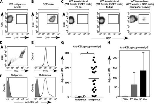Figure 4. Fetal RBCs can be detected in the maternal circulation after delivery, with anti-KEL RBC antibodies detectable in the serum of wild-type females after multiple pregnancies with KEL-positive males. (A) Unstained RBCs from a nulliparous wild-type female. (B) Unstained RBCs from a homozygous uGFP male. (C) Unstained RBCs from a representative wild-type female bred with a homozygous uGFP male, p.c. day 7, p.c. day 14, and hours after delivery. (D-E) Serum from nulliparous or multiparous animals was cross matched with TER119-positive RBCs. (F) Representative flow cross match against wild-type (shaded) or KEL (solid) RBCs, from a nulliparous and a multiparous female, with anti-mouse IgG as a secondary reagent. (G) Anti-KEL IgG in the serum of nulliparous or multiparous (3 pregnancies) females. (H) Anti-KEL IgG in the serum of females after 1, 2, or 3 deliveries; 42 total pregnancies are shown. *P < .05.