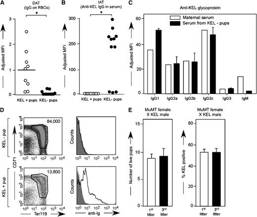 Figure 5. Maternal anti-KEL IgG crosses the placenta and binds to KEL RBCs of pups. (A) RBCs from KEL-positive and KEL-negative pups born to mothers immunized through pregnancy were evaluated for bound anti-KEL IgG by flow cytometric cross matching. (B) Serum from these same animals was evaluated for anti-KEL IgG in a direct antiglobulin test. Results are representative of 3 independent breeding experiments (n = 20 pups). *P < .05. (C) Anti-KEL subtypes in the serum of a representative alloimmunized mother compared with the serum of her KEL-negative pups. (D) Newborn liver cells from a representative KEL-negative and pale KEL-positive pup born to an alloimmunized mother, quantitated by Trucount beads (left column) or stained with anti-mouse Igs (right column). (E) Total number of pups and percentage of KEL-positive pups was evaluated in first and third litters of MuMT females bred with KEL males (n = 8 total pregnancies). P is not significant. No anti-KEL antibodies were detected in any MuMT female; error bars indicate standard deviation.
