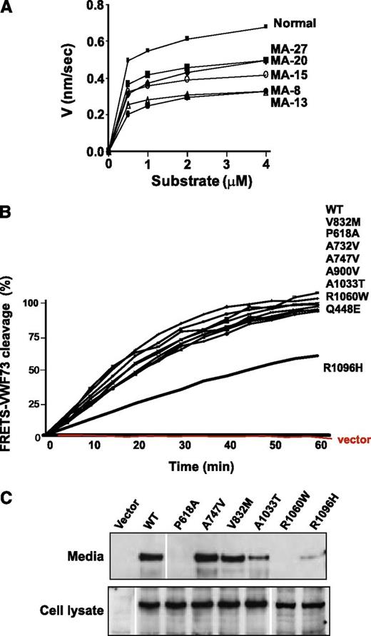 Figure 1. ADAMTS13 activity in aHUS (serum and recombinant). (A) Different concentrations of FRETS-VWF73 substrate were used to determine the kinetics of ADAMTS13 activity in serum samples of aHUS patients with reduced ADAMTS13 activity (patient identification numbers MA-8, MA-13, MA-15, MA-20, and MA-27) and in normal pooled serum. The results are shown as a linear graph summarizing 3 separate experiments. The generated fluorescence was correlated with the concentration of cleaved FRETS-VWF73, using data obtained through a calibration standard with 100% activity. (B) Activity of purified recombinant ADAMTS13 molecules (WT and mutants) was measured by monitoring fluorescence generated as a result of cleavage of FRETS-VWF73 substrate after incubation with 1 µg of recombinant ADAMTS13. (C) Comparison of secretion of recombinant ADAMTS13 variants to cell culture media. Forty-eight hours after transfection of HEK293 cells with cDNAs encoding ADAMTS13 (WT and mutants), supernatants and cell lysates were collected and used for western and immunoblotting using polyclonal ADAMTS13 antibody. ADAMTS13 in media is secreted from the cells, and ADAMTS13 in the cell lysates is synthesized inside the cells.