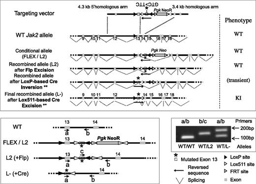 Figure 1. Schematic representation of the targeting vector and resulting modified allele to generate the Jak2V617F KI mouse model. Homologous recombination into the Jak2 WT allele of mouse embryonic stem (ES) cells resulted into the FLEX (F) or L2 conditional allele. A correctly targeted ES clone was injected into blastocyst stage embryos to generate L2 chimeric mice (WT phenotype). Chimeras were bred with flippase (FLP recombinase) TG mice to remove the FRT-flanked selection PgkNeoR cassette from the progeny. To generate the L- KI offspring, expressing the mutated exon 13 and the resulting JAK2V617F protein, KIflex(F)/+ animals were crossed with TG animals expressing the Cre recombinase. Cre recombination induced the LoxP site-directed inversion of a KI construct, resulting in the Lox511-directed excision of the WT exon13 and transcription of the mutated exon13 into the G1849U-mutated mRNA that results into the JAK2V617F protein translation (KI phenotype). The WT, L2 (FLEX), and L- alleles could be discriminated using PCR analysis with different primers (a, b, c) whose location is represented in the figure. A typical result from tail-DNA genotyping, showing correct heterozygous recombination (L- construct), is shown with the a (TGTCTTACTAAAGCCCAGGTGATGG)/b (GCTCCAGGGTTACACGAGTC) couple of primers resulted into the 105-bp, 186-bp, and 884-bp (the latter not visible with our PCR conditions) PCR-amplified fragments within the WT, L-, and L2 allele, respectively. The c (GTCTGTCCAAAGAGTCTGTAAGTAC)/b couple of primers amplified a fragment (144 bp) only within the L2 allele. ** indicates the Lox511-based inversion can also precede the LoxP-based excision, resulting in an identical KI phenotype.