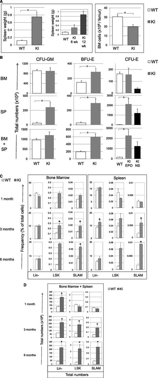 Figure 3. Tissue cellularity, progenitor and early cell content in KI (gray bars), and WT littermate (white bars) mice. (A) Spleen weight (also showing spleens collected in 6- and 12-week-old KI mice) and BM cell content (6-12 weeks) per femur in KI (n = 11) and WT littermate (n = 9) mice. (B) Total numbers (×103) in BM (top), spleen (SP, middle) and cumulative numbers (×103) in BM plus spleen (BM+SP) of CFU-GM, BFU-E and CFU-E from KI (n = 9) and WT littermate (n = 7) mice. CFU-E numbers from KI mice growing without added Epo (endogenous colonies) are represented in the black bars (NS for nonstimulated). No endogenous CFU-E was found in organs from WT littermate mice. The calculation is detailed in “Methods.” (C) Percentages of Lin-, LSK, and SLAM cells in BM and spleen from KI and WT littermates measured by FACS at 1, 3, and 6 months of age, n = 3 mice for 1- and 6-month-old mice and n = 8-12 mice for 3-month-old mice. (D) Total numbers (×106) of Lin-, LSK, and SLAM (LSK, CD48−, CD150+) cells in BM plus spleen from KI and WT littermates measured at 1, 3, and 6 months of age. Calculation is detailed in “Methods” from percentage of Lin-, LSK, and SLAM cells represented in C. n = 3 for SLAM, LSK, and Lin- in 6-month-old mice or 8-9 mice for 3-month-old mice. Results are mean value ± SEM. *P ≤ .05 with the 2-tailed unpaired Student t test.