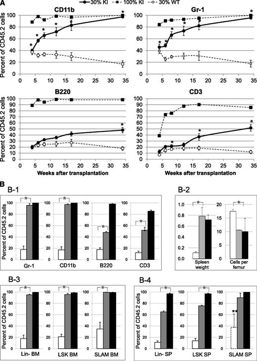 Figure 4. Competitive grafts in recipient mice transplanted with 3-month-old donor mice showing proliferative advantage of KI cells over WT cells. (A) Percentage of CD45.2+ blood myeloid (CD11b+ or Gr-1+) and lymphoid (B220+ or CD3+) cells from KI or WT origin in recipient mice showing progressive overgrowth of KI cells in competitive grafts. CD45.1 recipient mice were transplanted with either 100% KI cells (CD45.2) (■, dashed line, n = 5) or a mixture of 30% KI cells (CD45.2) plus 70% WT CD45.1+2 cells (●, solid line, n = 5). As a control, CD45.1 recipient mice were transplanted with a mixture of 30% WT CD45.2 cells and 70% WT CD45.1+2 cells (○, dashed line, n = 5). (B) Percentages of CD45.2+ cells from KI or WT origin in blood and tissues analyzed 34 weeks after competitive grafts showing progressive overgrowth of KI cells in late and early stages of differentiation. CD45.1 recipient mice were transplanted with either 100% KI cells (CD45.2) (black columns) or a mixture of 30% KI cells (CD45.2) plus 70% CD45.1+2 WT cells (gray columns). As a control, CD45.1 recipient mice were transplanted with a mixture of 30% WT CD45.2 cells plus 70% WT CD45.1+2 cells (white columns). (B-1) CD45.2, Gr-1, CD11b, B220, and CD3-positive cells were determined in blood. (B-2) Spleen weight (g) and marrow cellularity (×106 cells/femur) in recipient mice. (B-3-4) CD45.2+, Lin-, LSK, and SLAM (LSK, CD48−, CD150+) cells were determined in BM (3) or spleen (4). ** indicates that the numbers of SLAM cells detected in the WT spleen samples were too low (10 ± 5 cells) to provide a reliable value. Data are mean values ± SEM, n = 3. *P ≤ .05 with the 2-tailed unpaired Student t test.