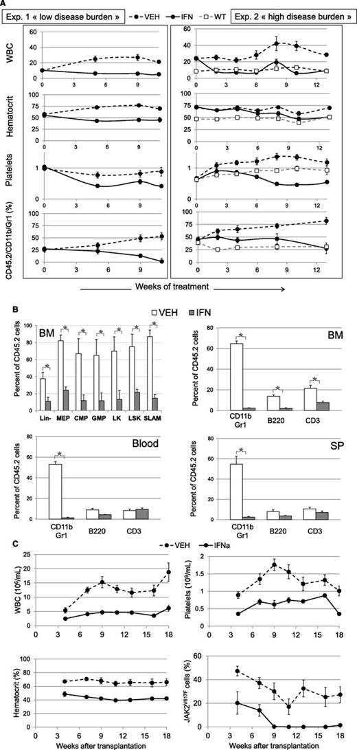 Figure 6. Effect of IFNα treatment on hematological parameters and malignant JAK2V617F-positive cell proliferation. KI recipient animals (●) were transplanted with 30% CD45.2 KI and 70% CD45.1+2 WT BM cells from 1 (exp. 1, left) or 3 (exp. 2, right) month-old donor mice and treated for 11 (exp. 1) or 13 (exp. 2) weeks with IFNα (continuous line) or vehicle (dashed line) starting 7 weeks after transplantation. Control WT recipient animals (□) represent untreated mice grafted with 30% CD45.2 WT and 70% CD45.1+2 WT cells. (A) Variations in WBC (106/mL), hematocrit (%), platelet (109/mL), and the percentage of KI-derived myeloid blood cells (Gr-1/CD11b/CD45.2) analyzed during 11 or 13 weeks of treatment of primary recipient animals. Data are mean values ± SEM of 10 or 5 IFNα-treated, 10 or 5 vehicle-treated (exp.1 or 2, respectively) and 5 nontreated (WT) mice. (B) Variations after 11 weeks of treatment (from exp. 1) in the percentages of cells from KI origin in BM, spleen, and blood. Are represented the early cell pools in BM (Lin-, MEP, CMP, GMP, LK, LSK, and SLAM cells determined as supplemental figure 4) (upper left) and CD11b/Gr1, B220, CD3 in BM (upper right), blood (lower left) and spleen (lower right). Data are mean values ± SEM, n = 3. (C) Secondary transplantation from exp. 2: variations in the hematological parameters and the percentages of KI-derived cells, analyzed by allele-specific PCR, of animals transplanted with BM from donors treated during 13 weeks with IFNα (continuous line) and vehicle (dashed line). Data are mean values ± SEM of 2 groups of 5 mice, each transplanted with BM from 2 different donors. Results from the secondary transplantation of exp. 1 are figured in supplemental Figure 11.