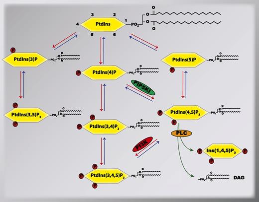 Figure 1. Metabolism of phosphoinositides by phosphoinositide-metabolizing enzymes. Shown is the relationship between different phosphoinositides and their metabolizing lipid kinases (red arrows), lipid phosphatases (blue arrows), and PLC (green arrows). In this review, we focus on the signal transduction mediated by the lipid kinases PIP5KI and PI3K, and the PLC in platelets. PIP5KI, phosphatidylinositol-4-phosphate-5-kinase type I; PI3K, phosphatidylinositol-3-kinases; PLC, phospholipase C.