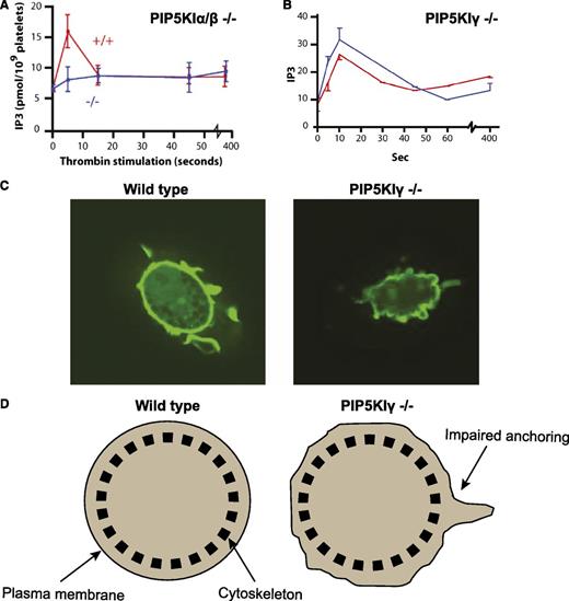 Figure 2. Isoform-specific functional roles of PIP5KI in megakaryocytes and platelets. (A) PIP5KI-α/β double knockout platelets have impaired generation of the second messenger Ins(1,4,5)P3 following activation with the platelet agonist, thrombin. (B) In contrast, PIP5KI-γ knockout platelets produce normal amounts of Ins(1,4,5)P3 after thrombin stimulation. (C) However, megakaryocytes differentiated from progenitor cells of PIP5KI-γ knockout mice display defective anchoring of their cellular membrane to their underlying cytoskeleton. This is shown in the confocal images of megakaryocytes bound to immobilized fibrinogen and stained with green fluorescence protein (GFP) fused to the PLC-δ pleckstrin homology domain. (D) Schematic cartoon illustrating defective plasma membrane attachment to the cytoskeleton in the PIP5KI-γ knockout megakaryocytes compared with the wild-type megakaryocytes when analyzed by an optical trap (laser tweezers).