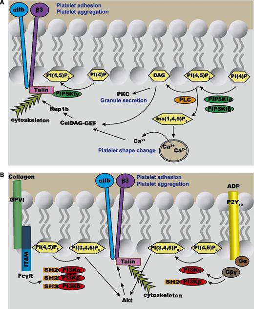 Figure 3. Overview of phosphoinositide signaling in platelets. (A) PIP5KI-α and PIP5KI-β synthesize the pool of PtdIns(4,5)P2 that is hydrolyzed by PLC-β (activated by thrombin and TxA2) or PLC-γ (activated by collagen) into the second messengers Ins(1,4,5)P3 and DAG. The Ins(1,4,5)P3 diffuses through the cytoplasm, binds to the Ins(1,4,5)P3 receptors on the DTS, thereby increasing the cytosolic concentration of Ca2+, which in turn activates multiple effector proteins. DAG is a second messenger that recruits to the plasma membrane protein kinase C (PKC). In platelets, membrane-bound PKC plays a crucial role in the secretion of granules. Both Ca2+ and DAG activate calcium- and diacylglycerol-regulated guanine nucleotide exchange factor (CalDAG-GEF), which then can activate a small GTPase, Rap1b. This enables Rap1b to activate the integrin αIIbβ3, a receptor that is crucial for platelet aggregation. In contrast to both PIP5KI-α and PIP5KI-β, PIP5KI-γ directly binds to talin, which helps link the integrins on the cell membrane to the underlying cytoskeleton. (B) Collagen binding to its receptor, GPVI, results in the phosphorylation of immunoreceptor tyrosine-based activation motifs (ITAMs) within the FcRγ chains to enable the binding of the SH2 domains within PI3K-α, PI3K-β, and PI3K-δ. On the other hand, ADP binding to the Gi-coupled P2Y12 receptor triggers the release of Gβγ from the Gα subunit. Gβγ can then stimulate PI3K-γ and PI3K-β. All of the isoforms of PI3K are capable of synthesizing PtdIns(3,4,5)P3 by phosphorylating PtdIns(4,5)P2. PtdIns(3,4,5)P3 can bind to and activate several effector proteins including Akt. In turn, Akt activates αIIbβ3-mediated platelet aggregation.