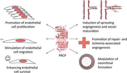 PRCP actions on the endothelium in vitro and in vivo.